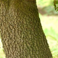 Holm Oak