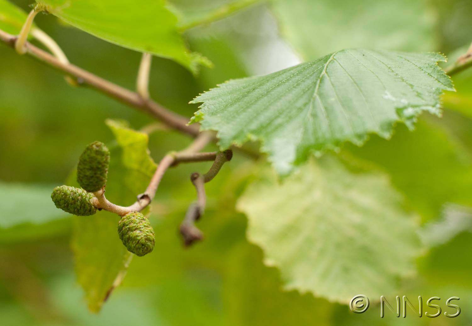 Grey Alder