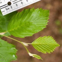 Grey Alder