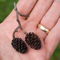 Italian Alder