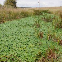 Floating pennywort