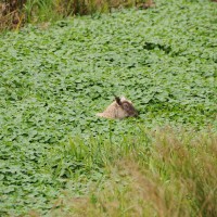 Floating Pennywort