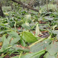 American Skunk Cabbage