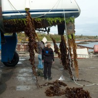 Colonial Sea Squirt sp