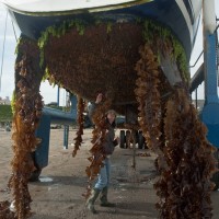 Colonial Sea Squirt sp
