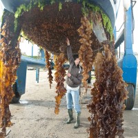 Colonial Sea Squirt sp