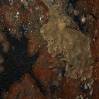 Colonial Sea Squirt sp