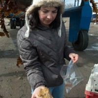 Colonial Sea Squirt sp