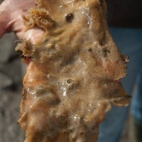 Colonial Sea Squirt sp