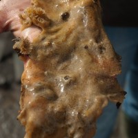 Colonial Sea Squirt sp