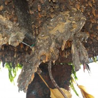 Colonial Sea Squirt sp