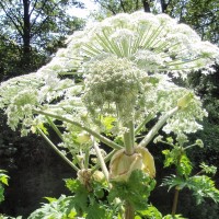 Giant Hogweed