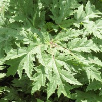 Giant Hogweed