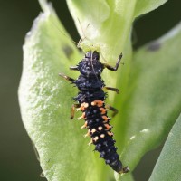 Harlequin ladybird