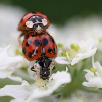 Harlequin ladybird