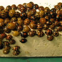 Harlequin ladybird