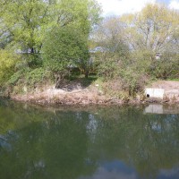 Japanese Knotweed