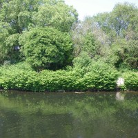 Japanese Knotweed