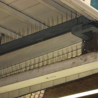 Feral Pigeon