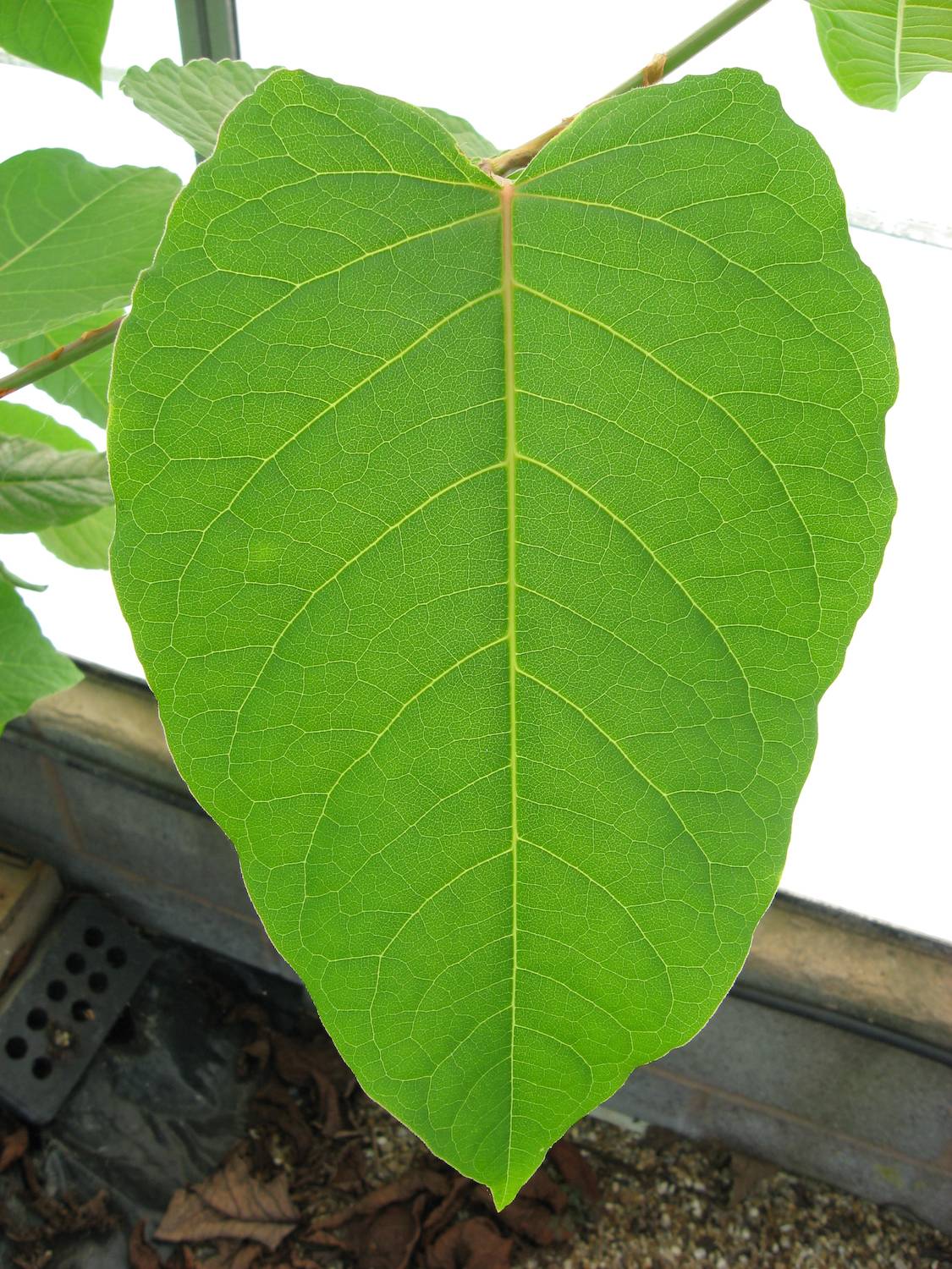 Giant Knotweed