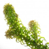 Curly Waterweed
