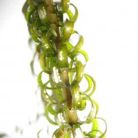 Curly Waterweed