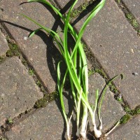 Three-cornered Leek