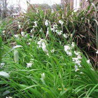 Three-cornered Leek