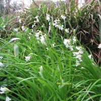 Three-cornered Leek