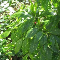 Cherry Laurel