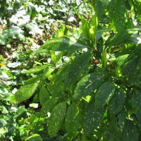 Cherry Laurel