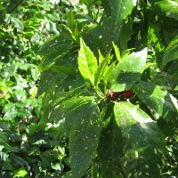 Cherry Laurel