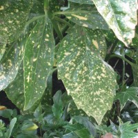 Cherry Laurel