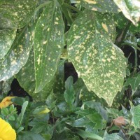 Cherry Laurel