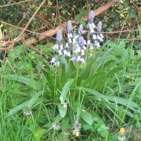 Spanish Bluebell