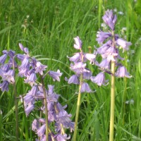 Spanish Bluebell