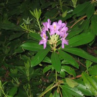 Rhododendron