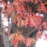 Red Oak