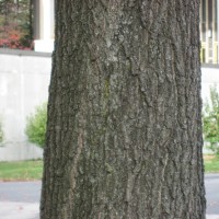 Red Oak