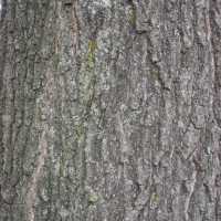 Red Oak