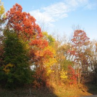 Red Oak