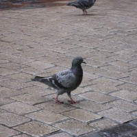 Feral Pigeon