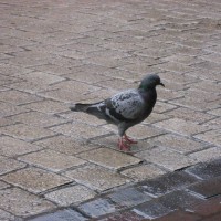 Feral Pigeon