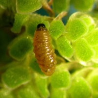 Azolla Weevil