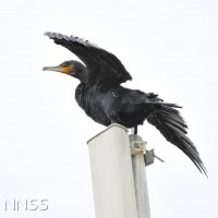 Cormorant