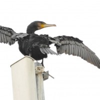 Cormorant