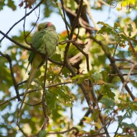 Rose-ringed Parakeet