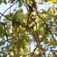 Rose-ringed Parakeet