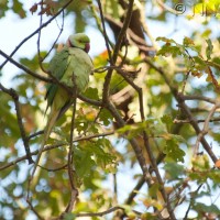 Rose-ringed Parakeet