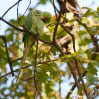 Rose-ringed Parakeet